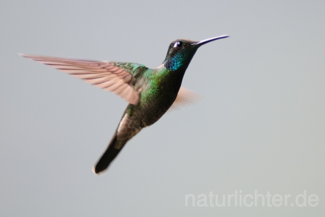 W6972 Dickschnabelkolibri,Magnificent Hummingbird - Peter Wächtershäuser