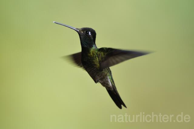 W6974 Dickschnabelkolibri,Magnificent Hummingbird - Peter Wächtershäuser