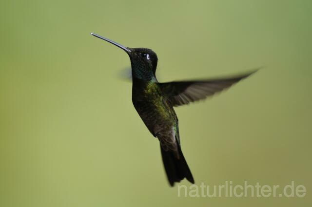 W6975 Dickschnabelkolibri,Magnificent Hummingbird - Peter Wächtershäuser