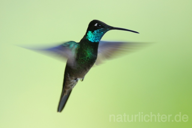 W6976 Dickschnabelkolibri,Magnificent Hummingbird - Peter Wächtershäuser