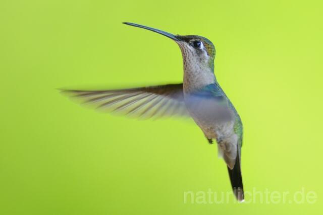 W6983 Dickschnabelkolibri,Magnificent Hummingbird - Peter Wächtershäuser