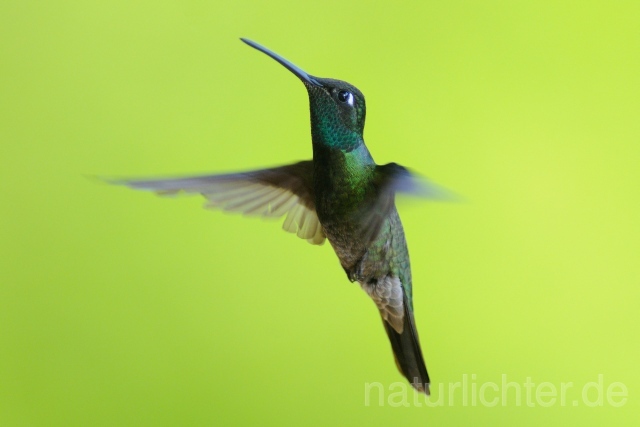 W6986 Dickschnabelkolibri,Magnificent Hummingbird - Peter Wächtershäuser