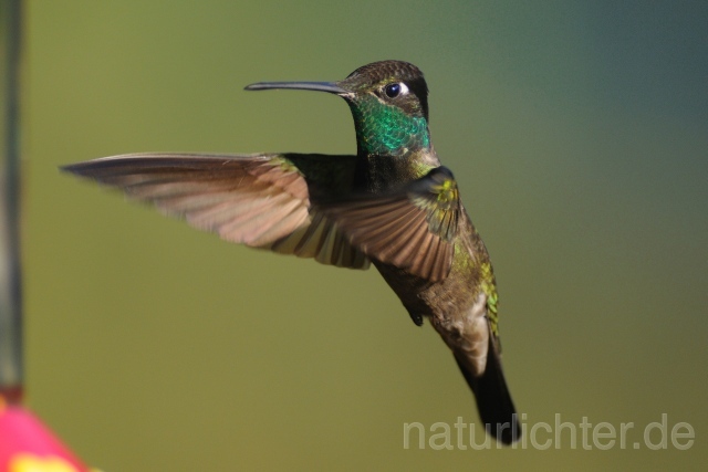 W6987 Dickschnabelkolibri,Magnificent Hummingbird - Peter Wächtershäuser