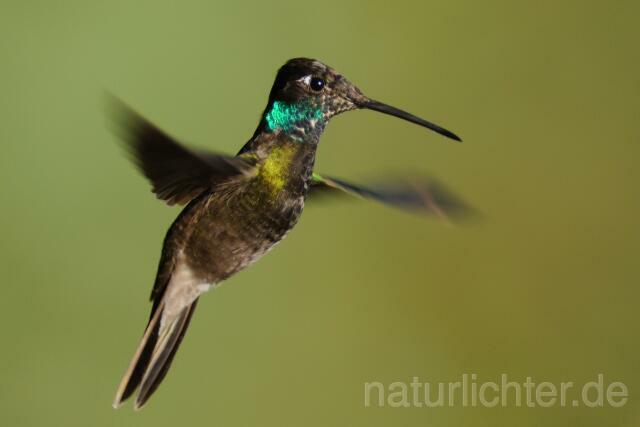 W6990 Dickschnabelkolibri,Magnificent Hummingbird - Peter Wächtershäuser
