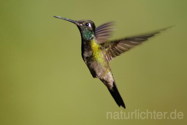 W6993 Dickschnabelkolibri,Magnificent Hummingbird - Peter Wächtershäuser