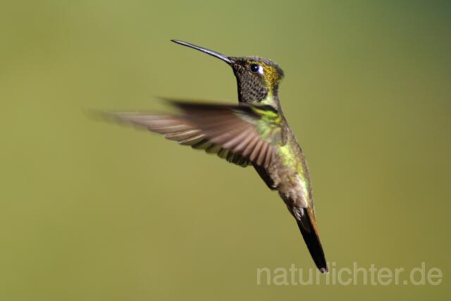 W6994 Dickschnabelkolibri,Magnificent Hummingbird - Peter Wächtershäuser
