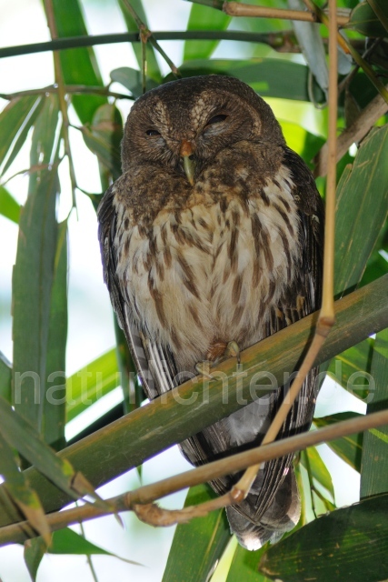 W7017 Sprenkelkauz,Mottled Owl - Peter Wächtershäuser