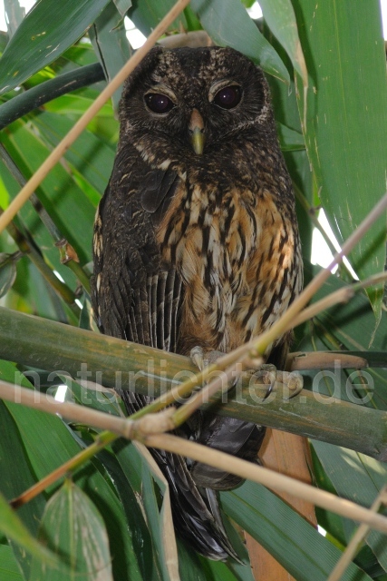 W7018 Sprenkelkauz,Mottled Owl - Peter Wächtershäuser