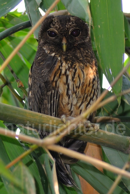 W7020 Sprenkelkauz,Mottled Owl - Peter Wächtershäuser