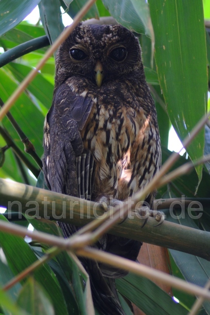 W7021 Sprenkelkauz,Mottled Owl - Peter Wächtershäuser