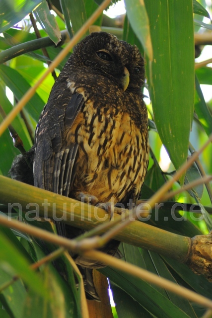 W7023 Sprenkelkauz,Mottled Owl - Peter Wächtershäuser