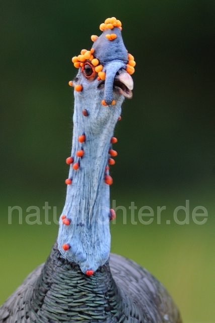 W7024 Pfauentruthuhn,Ocellated Turkey - Peter Wächtershäuser