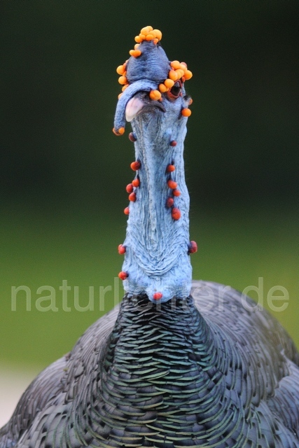 W7025 Pfauentruthuhn,Ocellated Turkey - Peter Wächtershäuser