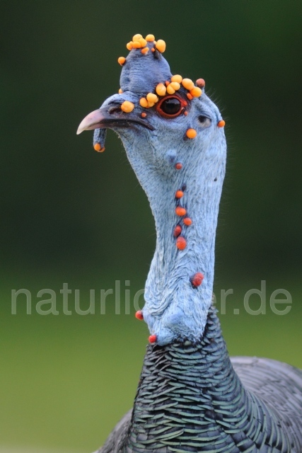 W7026 Pfauentruthuhn,Ocellated Turkey - Peter Wächtershäuser