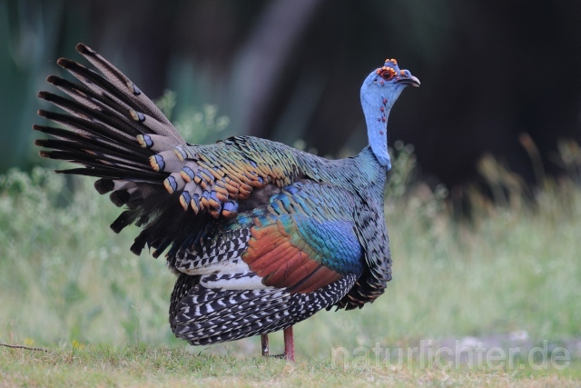 W7027 Pfauentruthuhn,Ocellated Turkey - Peter Wächtershäuser