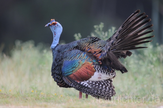 W7028 Pfauentruthuhn,Ocellated Turkey - Peter Wächtershäuser