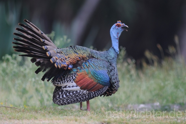 W7029 Pfauentruthuhn,Ocellated Turkey - Peter Wächtershäuser