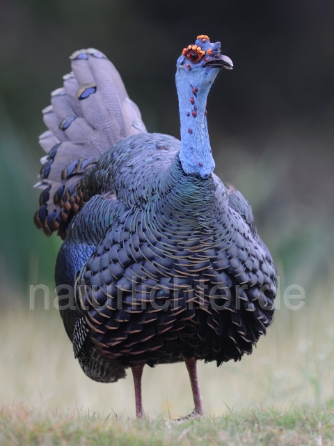 W7030 Pfauentruthuhn,Ocellated Turkey - Peter Wächtershäuser