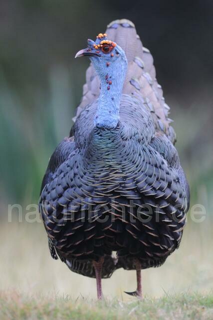 W7031 Pfauentruthuhn,Ocellated Turkey - Peter Wächtershäuser