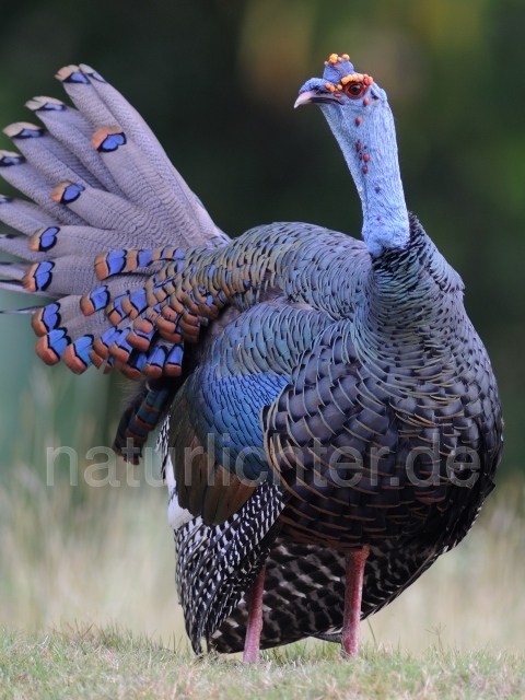 W7032 Pfauentruthuhn,Ocellated Turkey - Peter Wächtershäuser