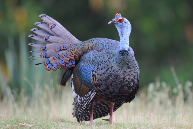 W7033 Pfauentruthuhn,Ocellated Turkey - Peter Wächtershäuser