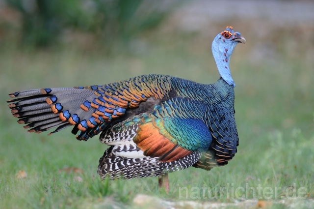 W7034 Pfauentruthuhn,Ocellated Turkey - Peter Wächtershäuser