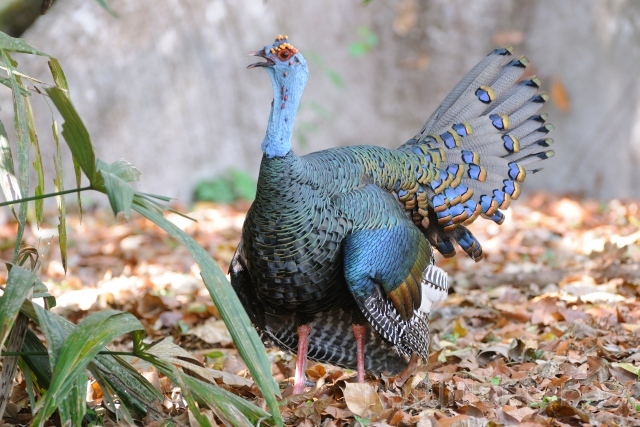 W7035 Pfauentruthuhn,Ocellated Turkey - Peter Wächtershäuser