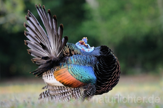 W7036 Pfauentruthuhn,Ocellated Turkey - Peter Wächtershäuser