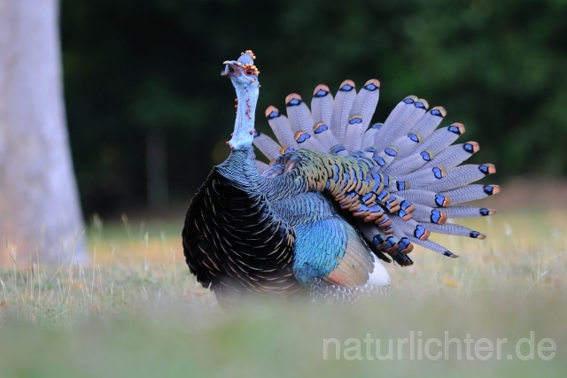 W7037 Pfauentruthuhn,Ocellated Turkey - Peter Wächtershäuser