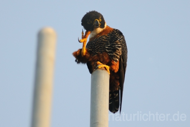 W7038 Rotbrustfalke,Orange-breasted Falcon - Peter Wächtershäuser