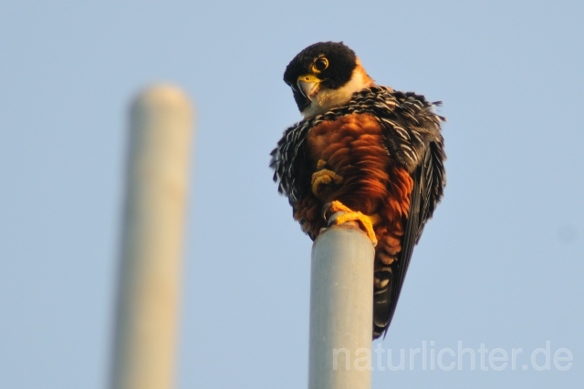 W7039 Rotbrustfalke,Orange-breasted Falcon - Peter Wächtershäuser