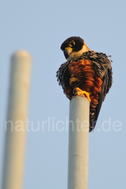 W7040 Rotbrustfalke,Orange-breasted Falcon - Peter Wächtershäuser