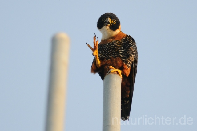 W7042 Rotbrustfalke,Orange-breasted Falcon - Peter Wächtershäuser