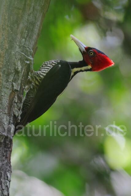 W7043 Königsspecht,Pale-billed Woodpecker - Peter Wächtershäuser