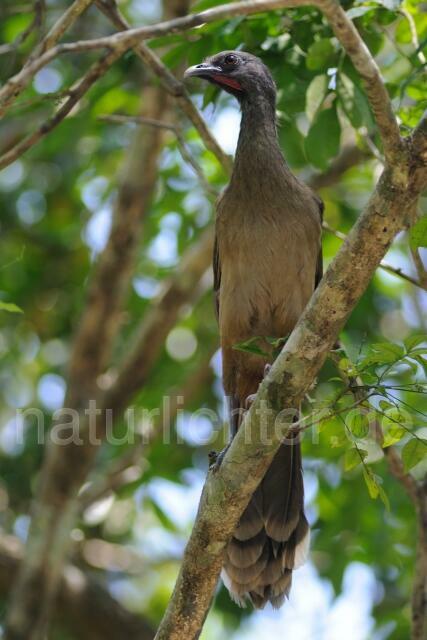 W7053 Blauflügelguan,Plain Chachalaca - Peter Wächtershäuser