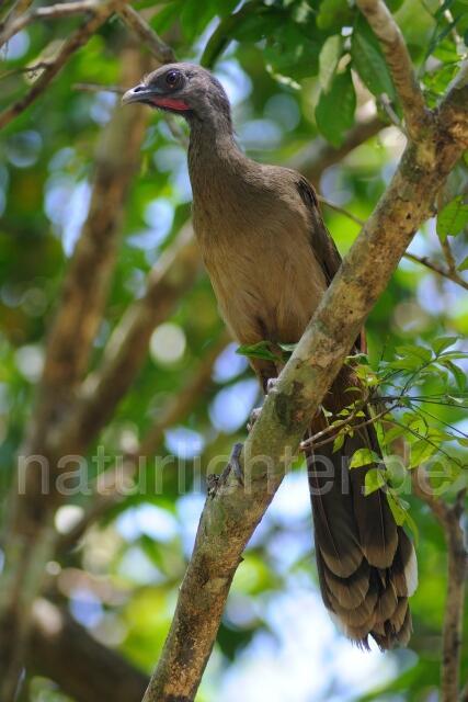 W7054 Blauflügelguan,Plain Chachalaca - Peter Wächtershäuser