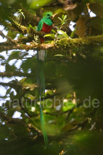 W7065 Quetzal,Resplendent Quetzal - Peter Wächtershäuser