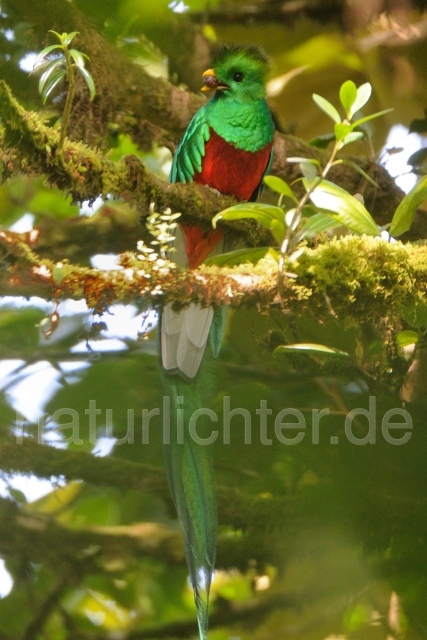 W7066 Quetzal,Resplendent Quetzal - Peter Wächtershäuser