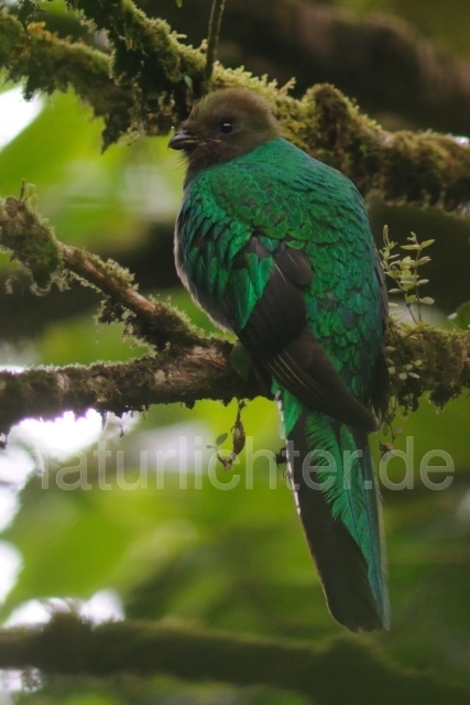 W7068 Quetzal,Resplendent Quetzal - Peter Wächtershäuser