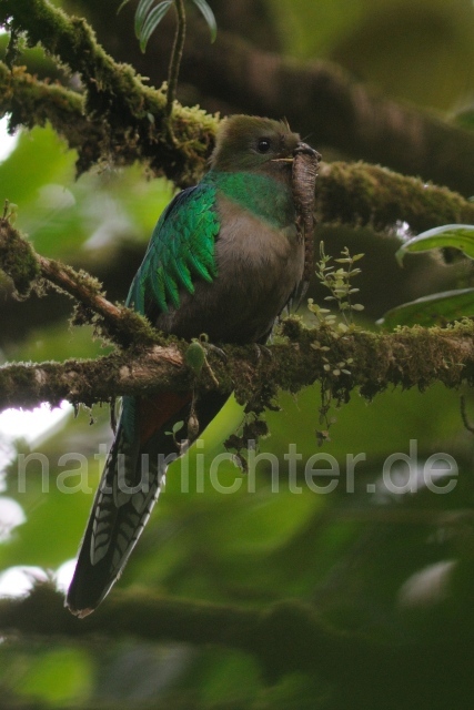 W7069 Quetzal,Resplendent Quetzal - Peter Wächtershäuser