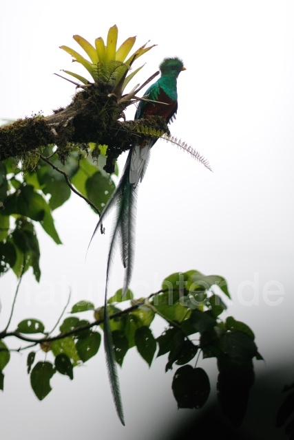 W7070 Quetzal,Resplendent Quetzal - Peter Wächtershäuser