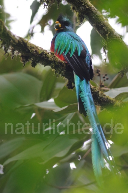 W7073 Quetzal,Resplendent Quetzal - Peter Wächtershäuser