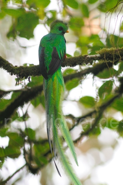 W7074 Quetzal,Resplendent Quetzal - Peter Wächtershäuser