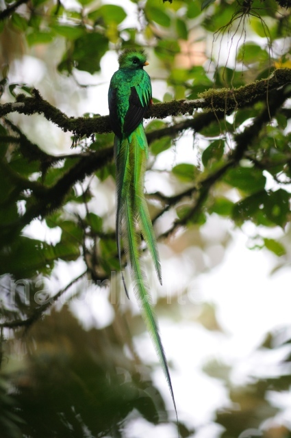 W7075 Quetzal,Resplendent Quetzal - Peter Wächtershäuser