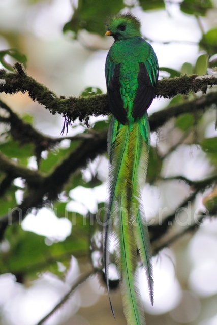 W7076 Quetzal,Resplendent Quetzal - Peter Wächtershäuser