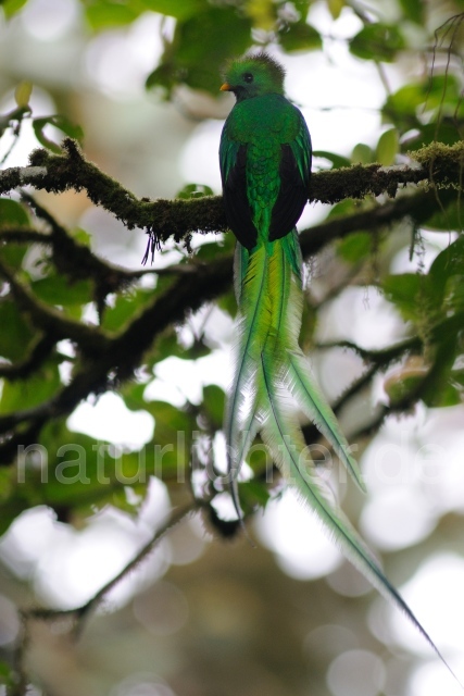 W7077 Quetzal,Resplendent Quetzal - Peter Wächtershäuser