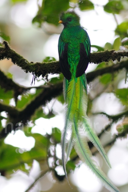 W7078 Quetzal,Resplendent Quetzal - Peter Wächtershäuser