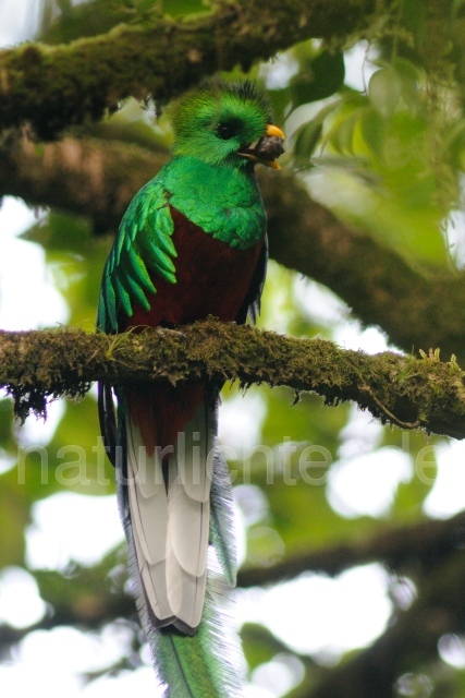 W7079 Quetzal,Resplendent Quetzal - Peter Wächtershäuser