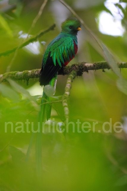 W7080 Quetzal,Resplendent Quetzal - Peter Wächtershäuser