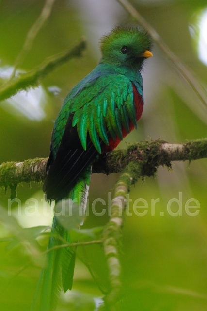 W7081 Quetzal,Resplendent Quetzal - Peter Wächtershäuser